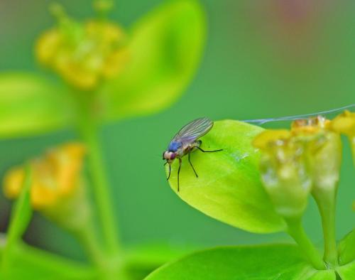Phytomyza ranunculi